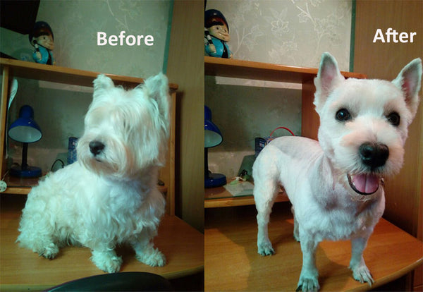 KIT ACICALADOR PARA MASCOTAS